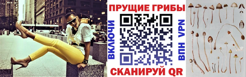 Купить где  Сальск  Псилоцибиновые грибы мицелий 